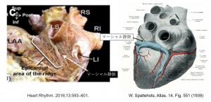 Figure final